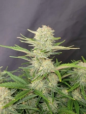Apricot Auto autofem (FsBd) (3 шт.)