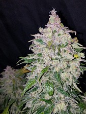Stardawg autofem (FsBd) (10 шт.)