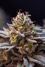 Gorilla Melon fem (FsBd) (10 шт.)