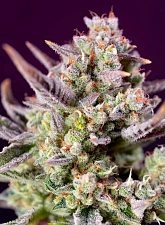 Sweet Zenzation XL Auto autofem (SwS) (25 шт.)
