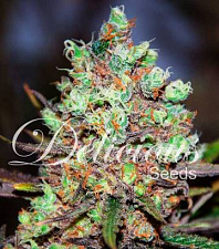 Cotton Candy Kush (Delicious Seeds) - 3шт.