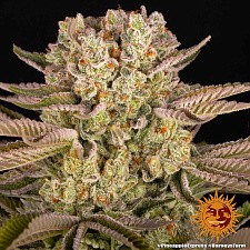 Pineapple Express fem (Brn) (1 шт.)