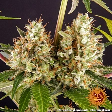 Strawberry Lemonade fem (Brn) (10 шт.)