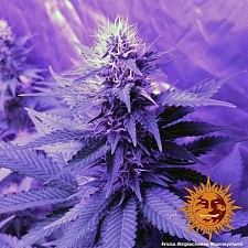Triple Cheese fem (Brn) (3 шт.)