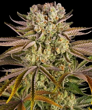 Pineapple Express fem (Brn) (3 шт.)