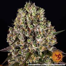 Sour Diesel fem (Brn) (1 шт.)