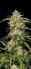 Sour Jealousy Auto autofem (FsBd) (3 шт.)