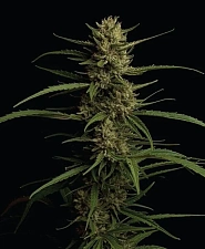 Caribbean Queen fem (HmbS) (5 шт.)