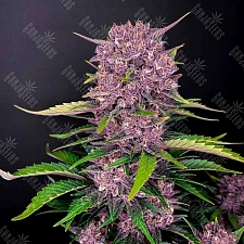 Auto Purple Lemonade feminised Ganja Seeds (7 шт.)