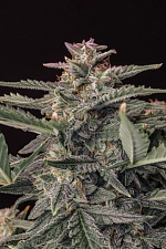 Original Auto White Widow autofem (FsBd) (25 шт.)