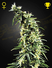 Hawaiian Snow (Feminised) fem (GHS) (1 шт. собст.фасовка)