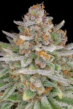 Strawberry Pie Auto autofem (FsBd) (3 шт.)