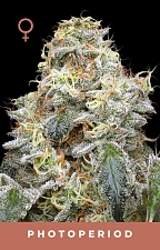 Farmers Daughter fem (HmbS) (5 шт.)