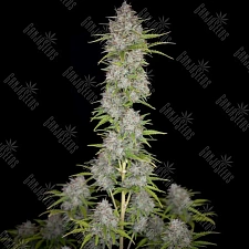 Auto Orange Sherbet feminised Ganja Seeds (7 шт.)