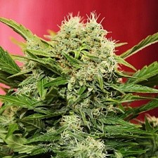 Chronic Ryder BX autofem (DctCh) (3 шт.)