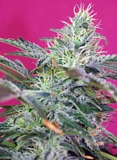 Sweet Cheese Auto autofem (SwS) (25 шт.)