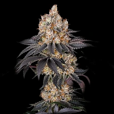 Insane OG fem (Brn) (1 шт.)