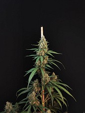 Original Auto Cheese autofem (FsBd) (3 шт.)