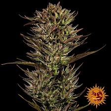 Thin Mint x Sour Pinot Auto autofem (Brn) (5 шт.)