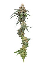 Pineapple Upside Down Cake fem (HmbS) (3 шт.)