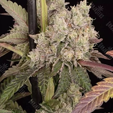 Runtz Muffin feminised Ganja Seeds (2 шт.)