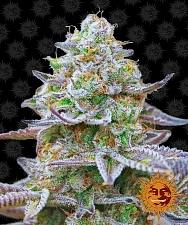 Gorilla Zkittlez fem (Brn) (10 шт.)