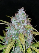 Californian Snow autofem (FsBd) (10 шт.)