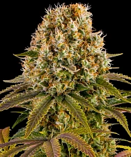 Strawberry Lemonade fem (Brn) (3 шт.)