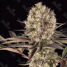 Runtz Muffin feminised Ganja Seeds (7 шт.)