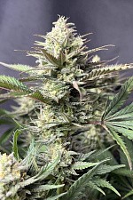 GG4 Sherbet FF (FsBd) (10 шт.)