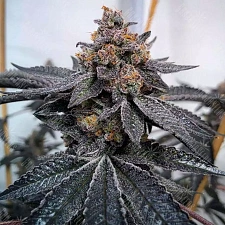 Auto Dos-Si-Dos feminised Ganja Seeds (1 шт.)