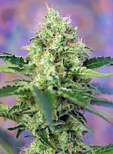 Crystal Candy fem (SwS) (25 шт.)