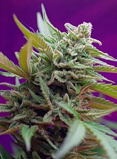 Black Jack Auto autofem (SwS) (25 шт.)