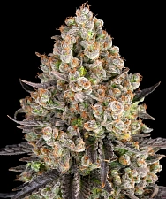 OG Kush fem (Brn) (3 шт.)