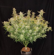 Rhino Ryder autofem (FsBd) (1 шт.)