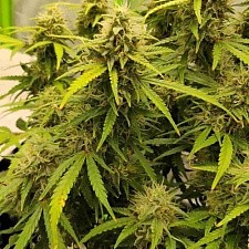 Orange President Auto autofem (FsBd) (1 шт.)