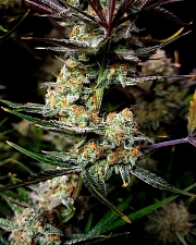 Apple Strudel Auto autofem (FsBd) (5 шт.)