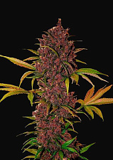 LSD-25 autofem (FsBd) (1 шт.)
