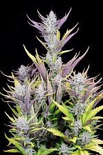 Wedding Glue Auto autofem (FsBd) (1 шт.)