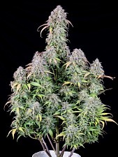 Original Auto Blueberry autofem (FsBd) (10 шт.)