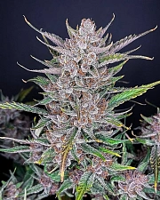 Gorilla Punch Auto autofem (FsBd) (10 шт.)