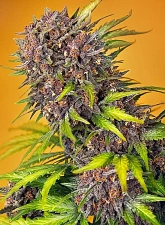 Diablo Rojo XL Auto autofem (SwS) (25 шт.)
