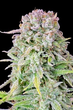 Original Auto Afghan Kush autofem (FsBd) (10 шт.)
