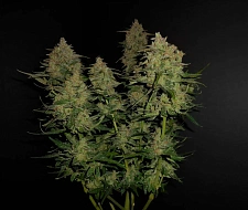 Lemon AK autofem (FsBd) (10 шт.)
