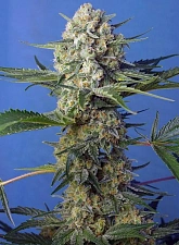 Crystal Candy F1 Fast Version fem (SwS) (25 шт.)