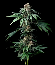 Mendo Breath fem (Brn) (3 шт.)