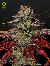 King’s Kush Auto (Feminised) autofem (GHS) (1 шт. собст.фасовка)