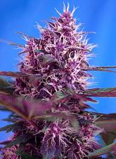 Red Poison Auto autofem (SwS) (5+2 шт.)