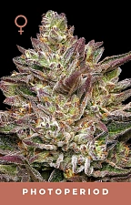 Guzzlerz fem (HmbS) (5 шт.)
