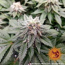 LSD fem (Brn) (10 шт.)